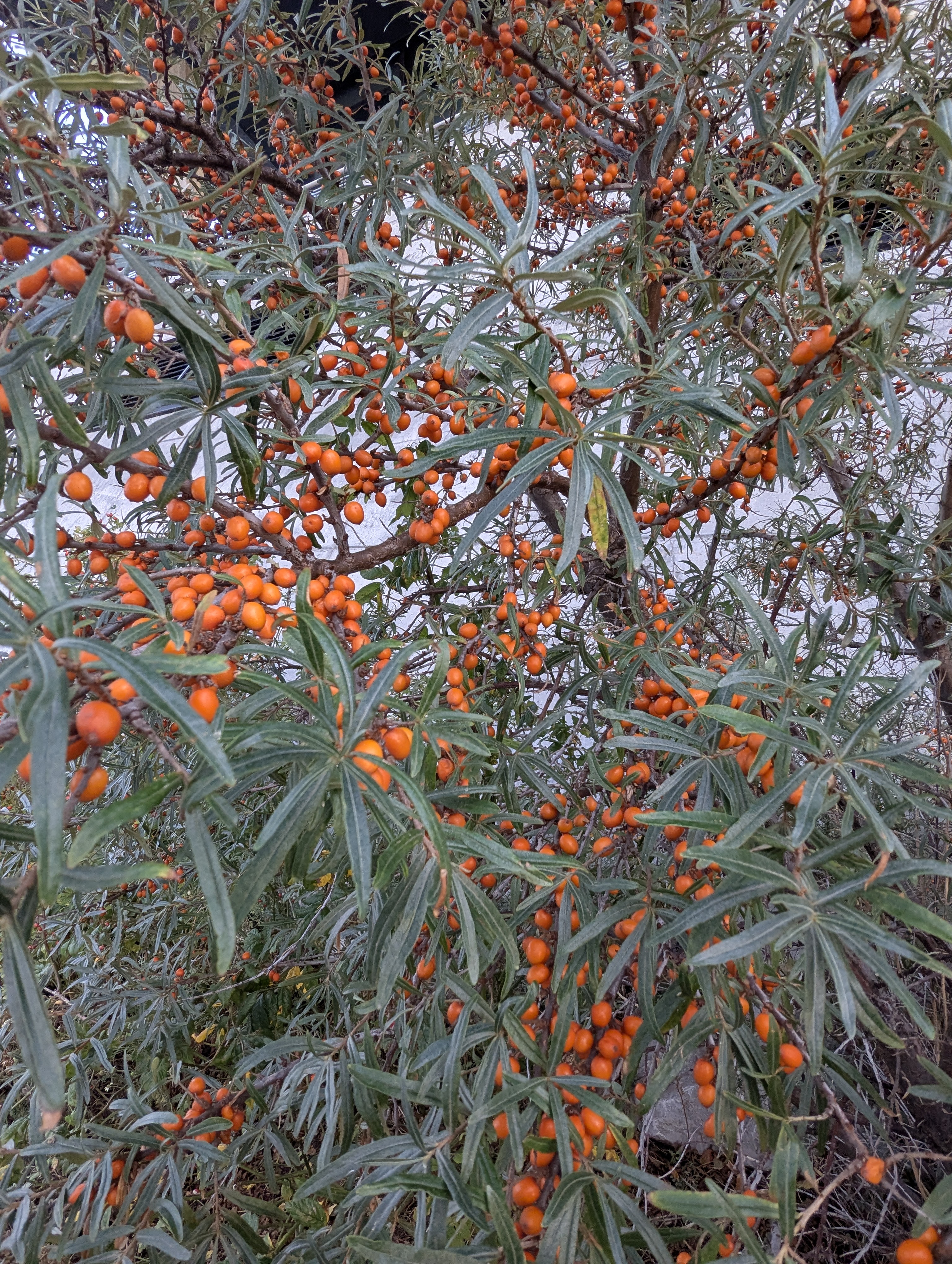 Copenhagen, Scandic Hotel